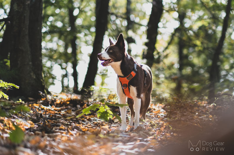 Embark Pets Adventure Harness Review | Dog Gear Review