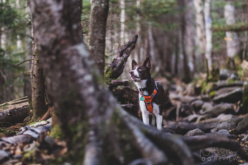 Embark Pets Adventure Harness Review | Dog Gear Review