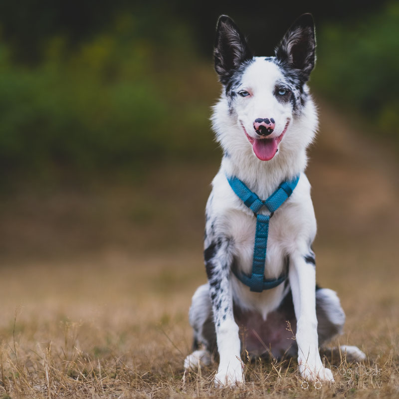 Embark Pets Illuminate Reflective Set Review | Dog Gear Review