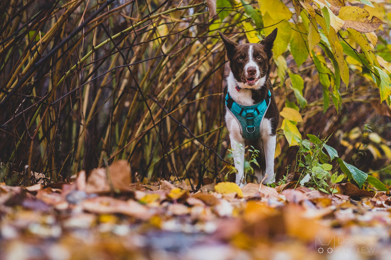 Embark Pets Sport Harness Review | Dog Gear Review