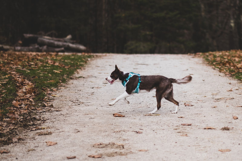 Embark Pets Sport Harness Review | Dog Gear Review
