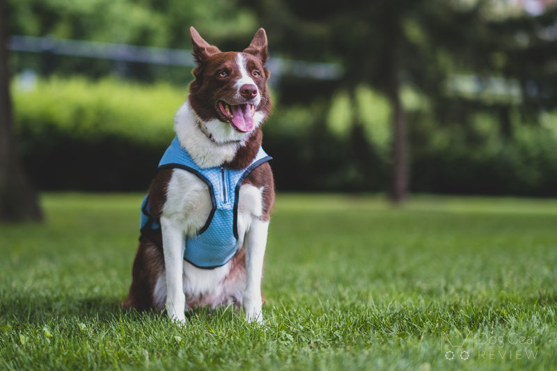 EQDOG Cool Dog Vest Review | Dog Gear Review