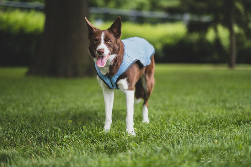 EQDOG Cool Dog Vest Review | Dog Gear Review