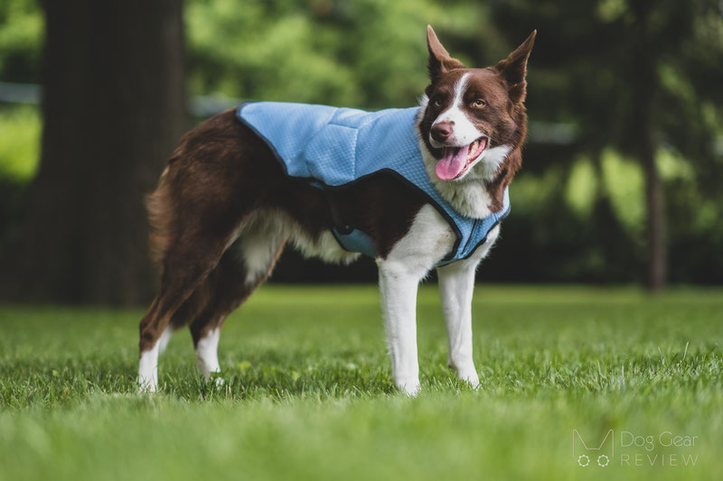 EQDOG Cool Dog Vest Review | Dog Gear Review