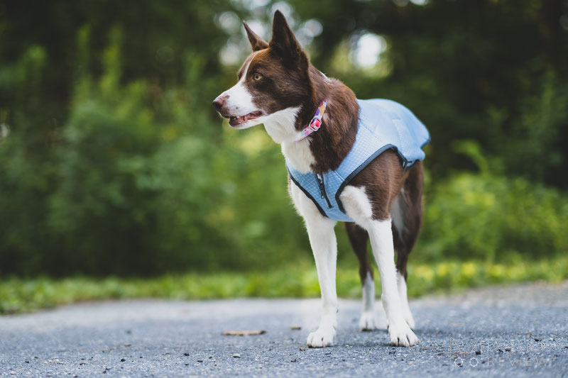 Swamp Cooler™ Cooling Dog Vest