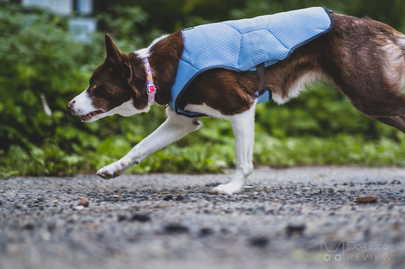 EQDOG Cool Dog Vest Review | Dog Gear Review