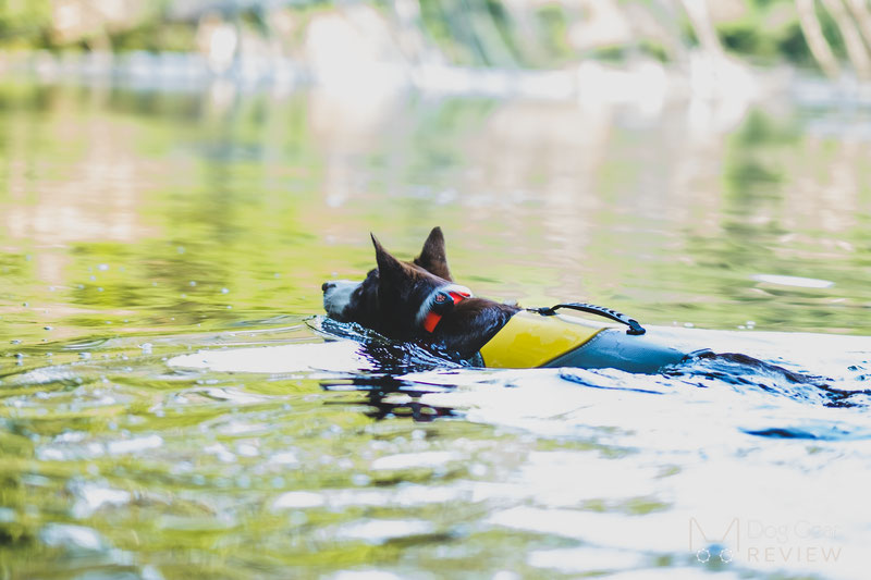 EQDOG Pro Life Vest Review | Dog Gear Review