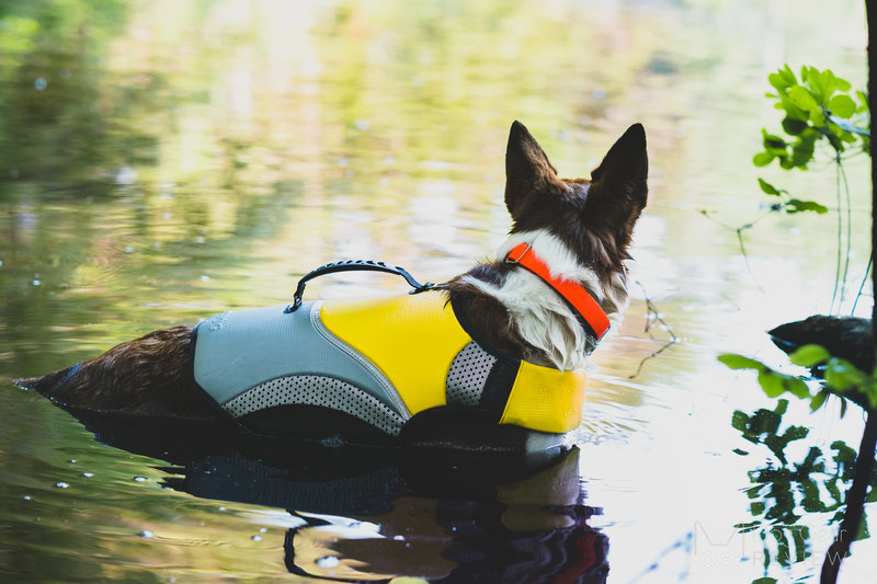 EQDOG Pro Life Vest Review | Dog Gear Review