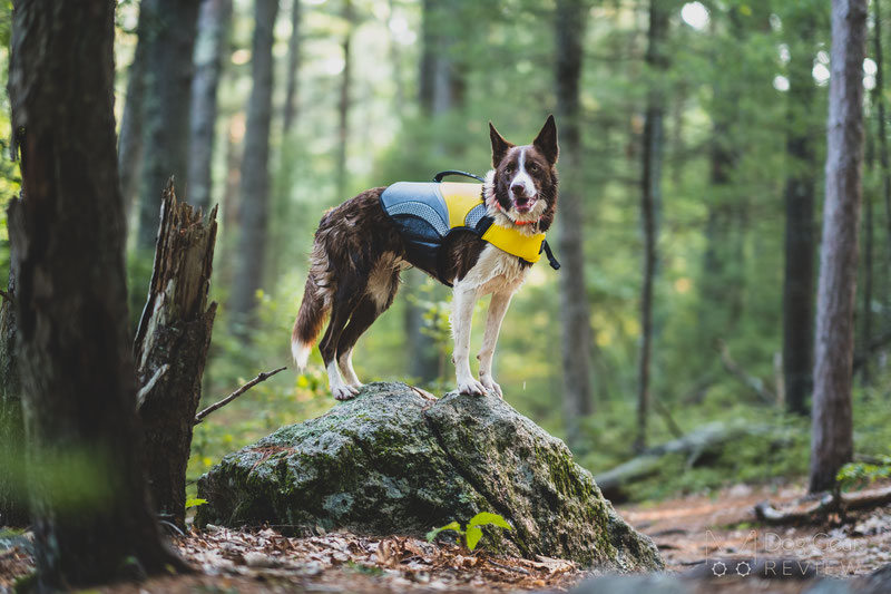 EQDOG Pro Life Vest Review | Dog Gear Review