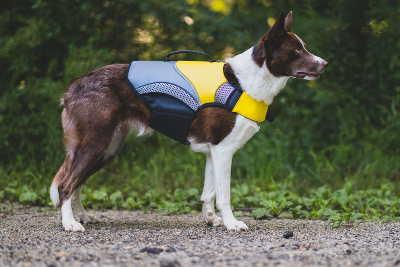 EQDOG Pro Life Vest Review | Dog Gear Review
