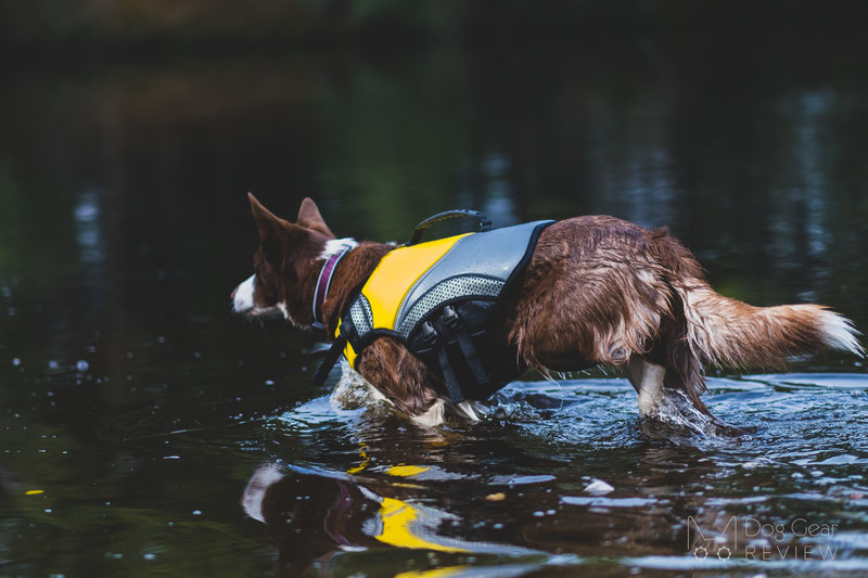 EQDOG Pro Life Vest Review | Dog Gear Review