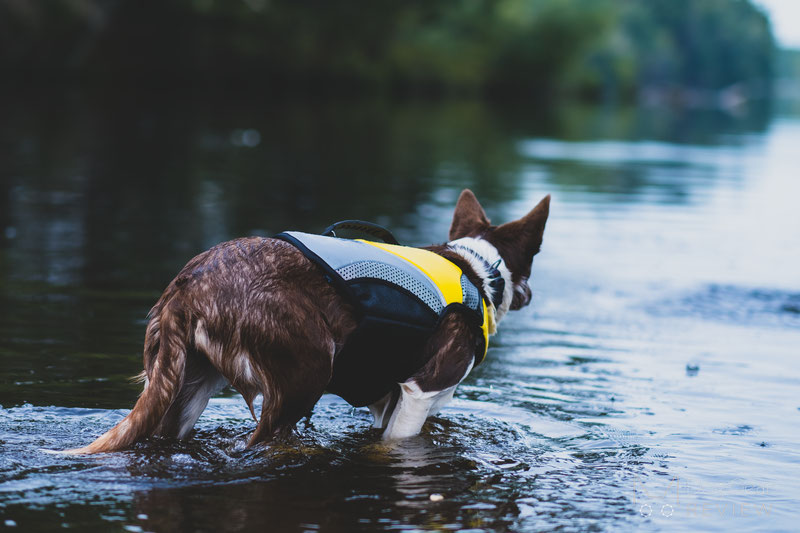 EQDOG Pro Life Vest Review | Dog Gear Review