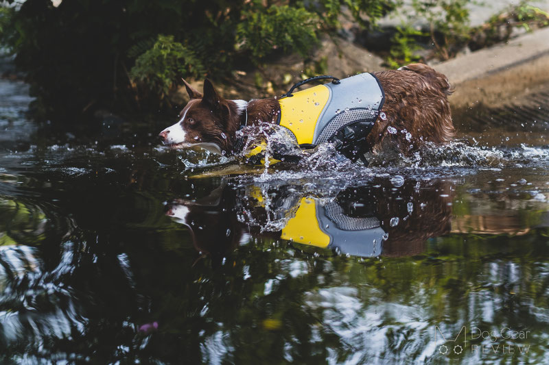 EQDOG Pro Life Vest Review | Dog Gear Review