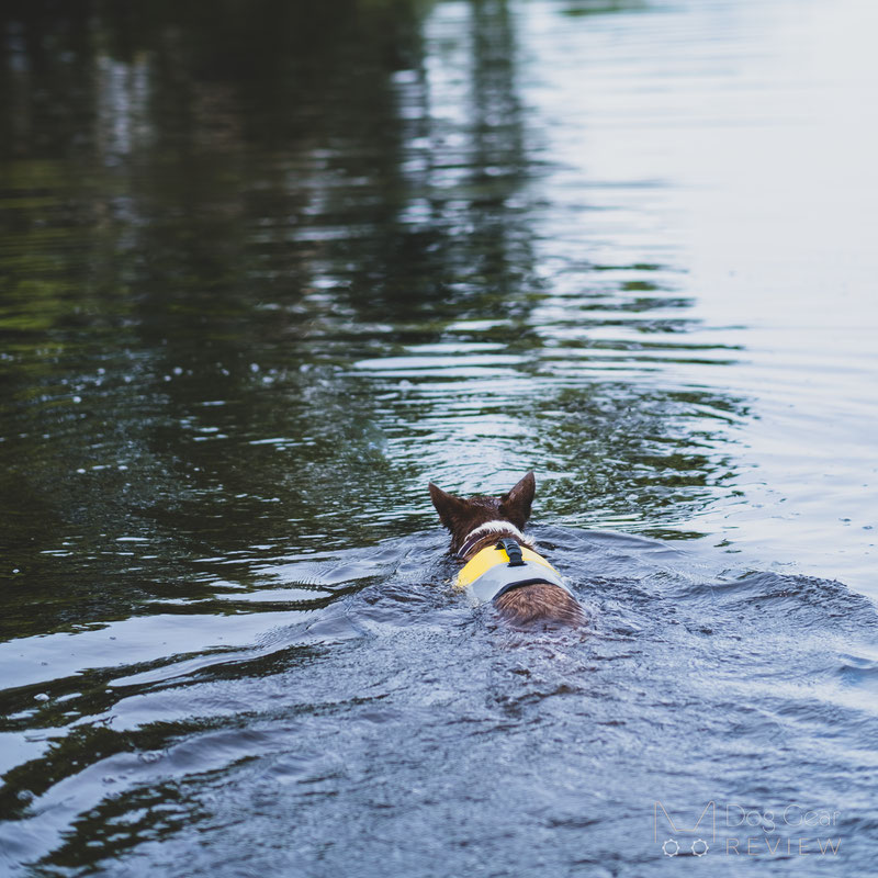 EQDOG Pro Life Vest Review | Dog Gear Review