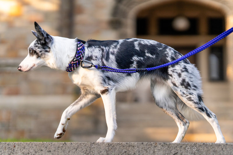 Esani Road Co Paracord Set Review | Dog Gear Review