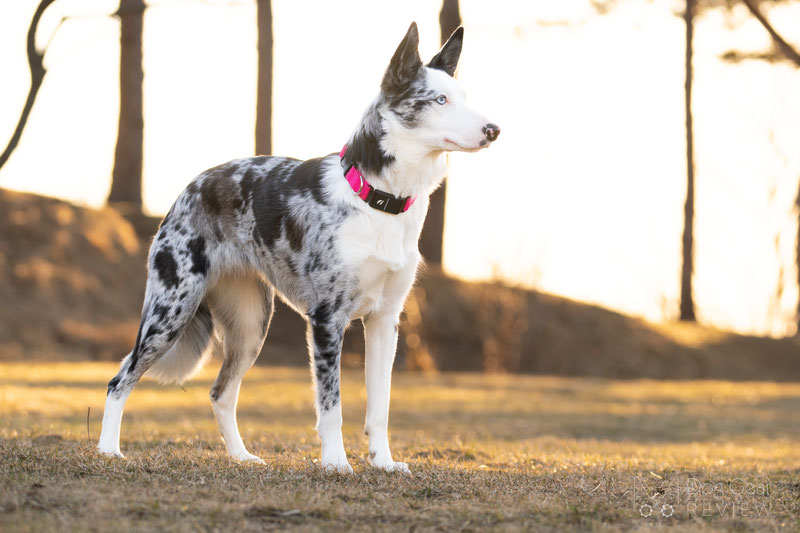  Fi 3 Smart Collar and Activity Tracker Review | Dog Gear Review