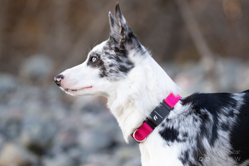  Fi 3 Smart Collar and Activity Tracker Review | Dog Gear Review