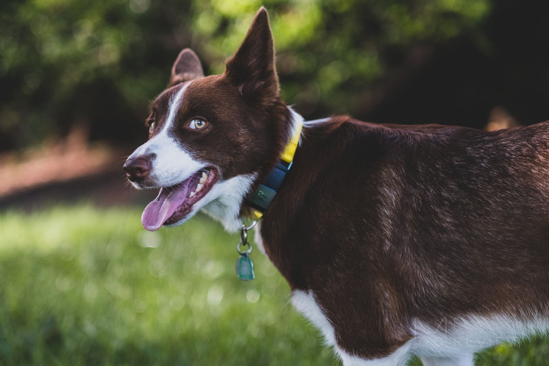 Fi 1.0 Smart Collar and Activity Tracker Review | Dog Gear Review