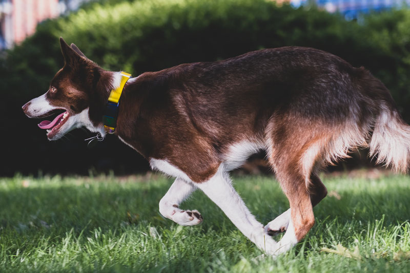 Fi 1.0 Smart Collar and Activity Tracker Review | Dog Gear Review