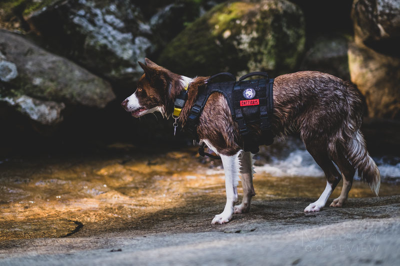 Fi 1.0 Smart Collar and Activity Tracker Review | Dog Gear Review