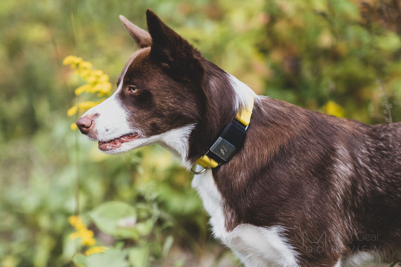 Fi 1.0 Smart Collar and Activity Tracker Review | Dog Gear Review