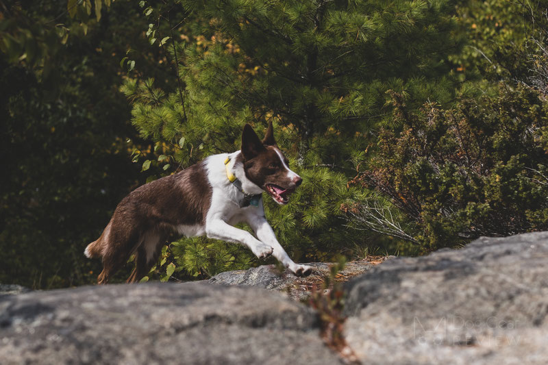 Fi 1.0 Smart Collar and Activity Tracker Review | Dog Gear Review