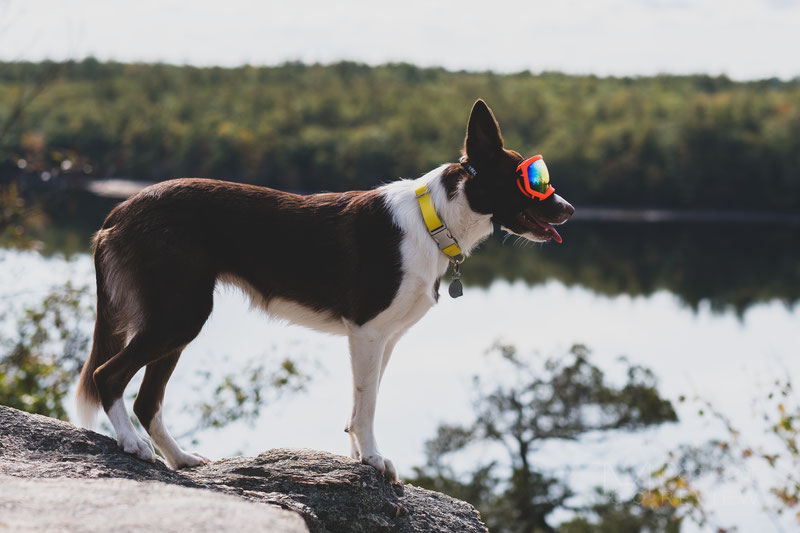 CES 2022: Invoxia Smart Dog Collar is a fitness tracker for your pet