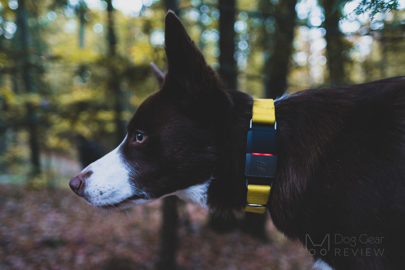 Fi 1.0 Smart Collar and Activity Tracker Review | Dog Gear Review