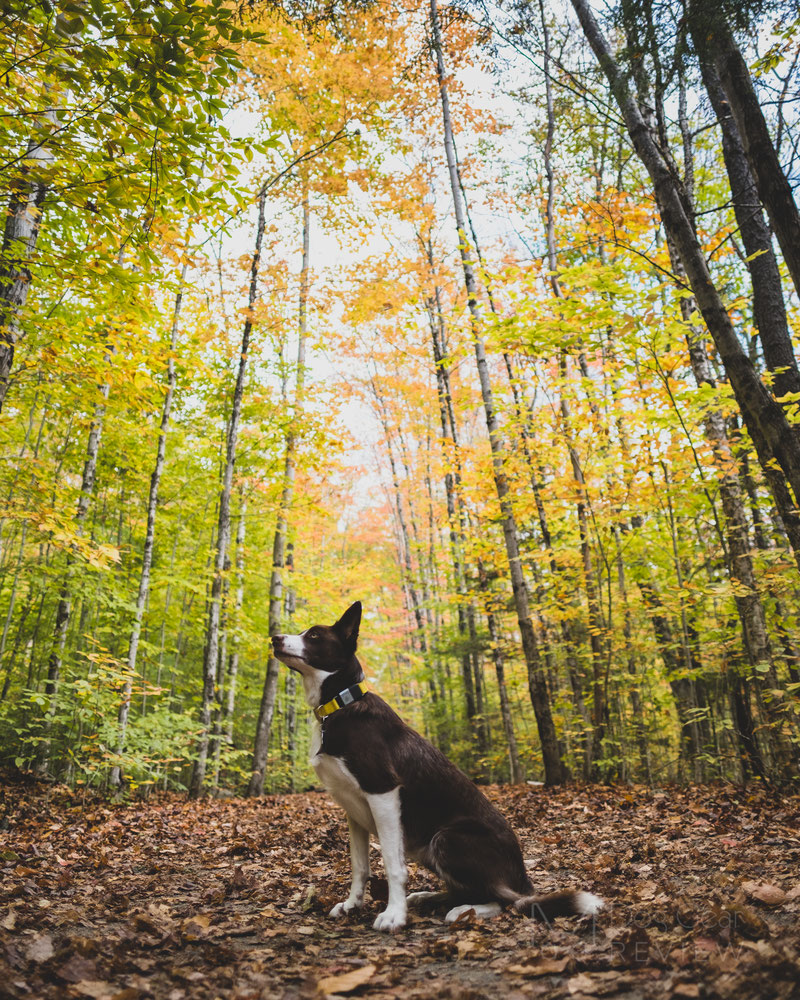 Fi 1.0 Smart Collar and Activity Tracker Review | Dog Gear Review