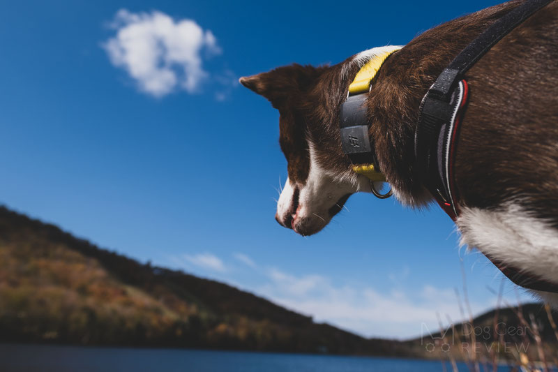 CES 2022: Invoxia Smart Dog Collar is a fitness tracker for your pet