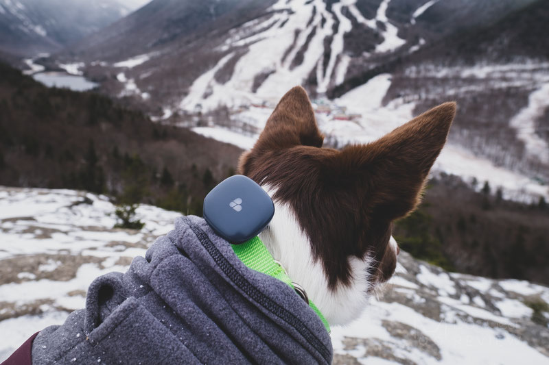 Findster Duo GPS Tracker and Activity Monitor Review | Dog Gear Review