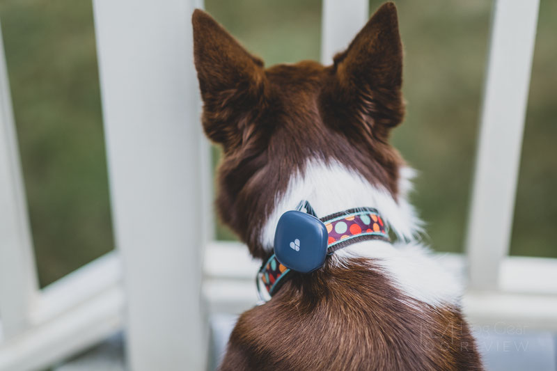 Findster Duo GPS Tracker and Activity Monitor Review | Dog Gear Review