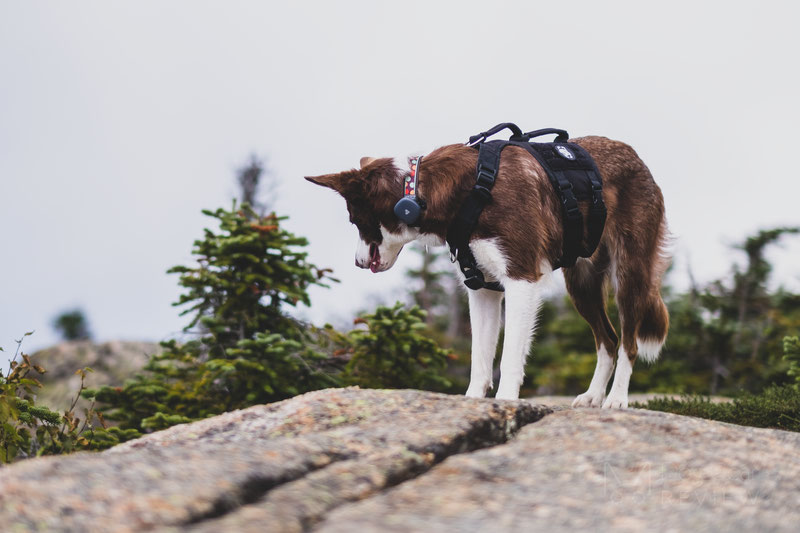 Findster Duo GPS Tracker and Activity Monitor Review | Dog Gear Review