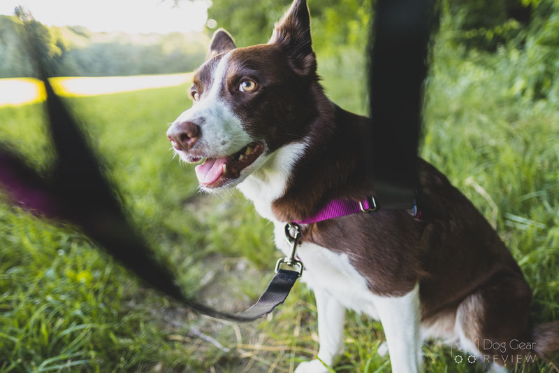 2 Hounds Design Freedom No-Pull Harness Review | Dog Gear Review