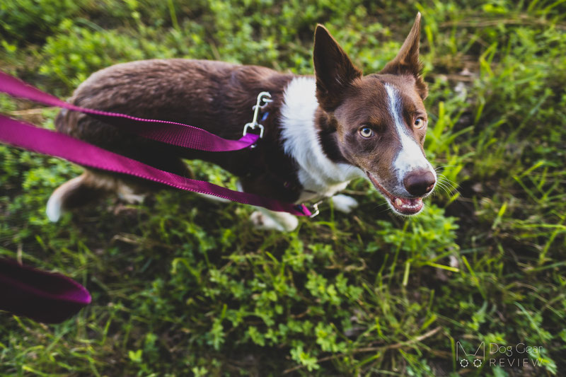 2 Hounds Design Freedom No-Pull Harness Review | Dog Gear Review