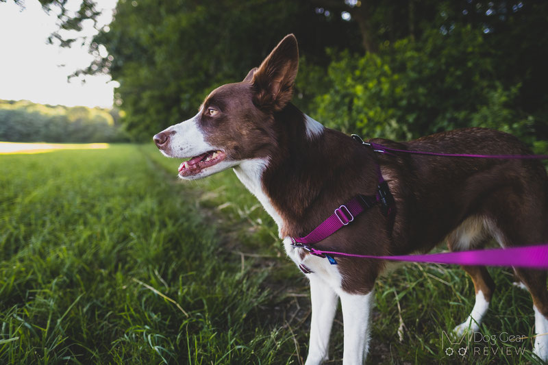 Two store hounds harness