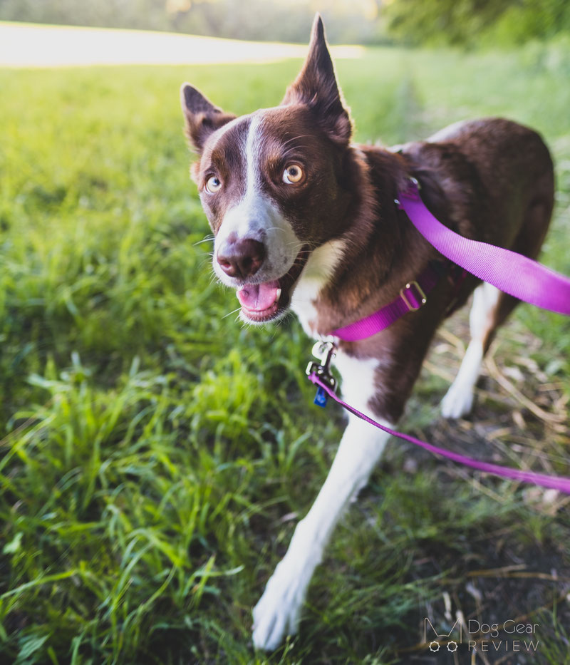 2 Hounds Design Freedom No-Pull Harness Review | Dog Gear Review