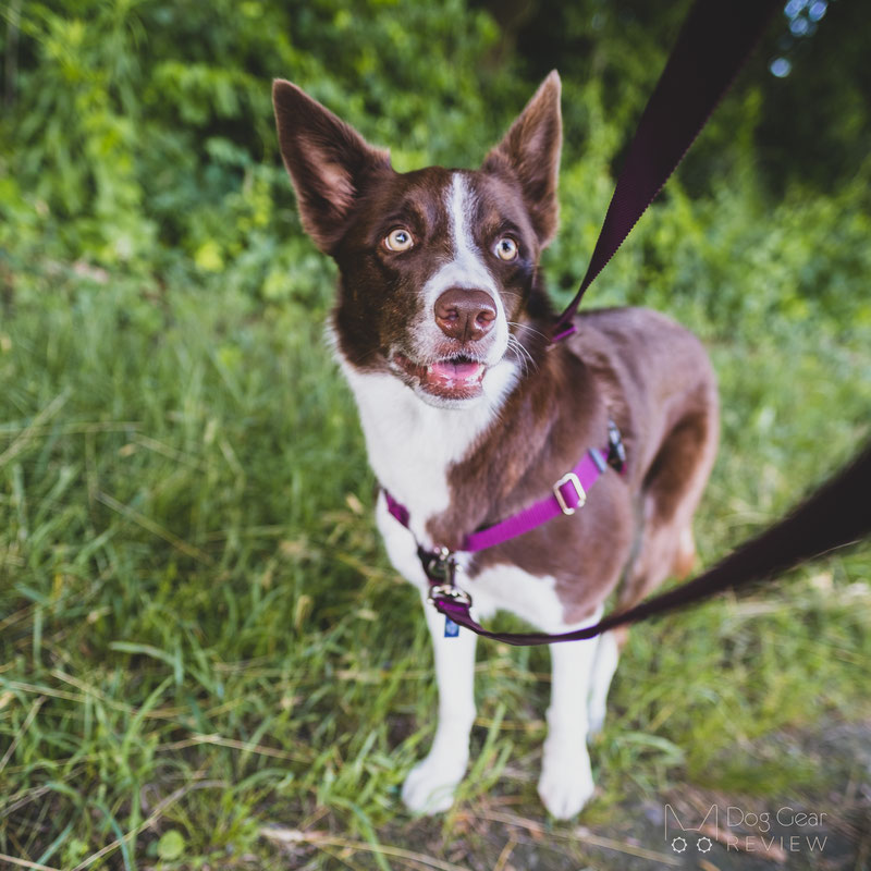 Tan Velvet Essential Dog Collar - 2 Hounds Design