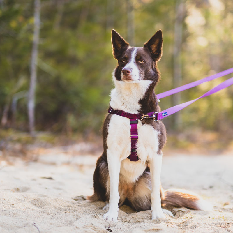 Freedom hotsell pull harness