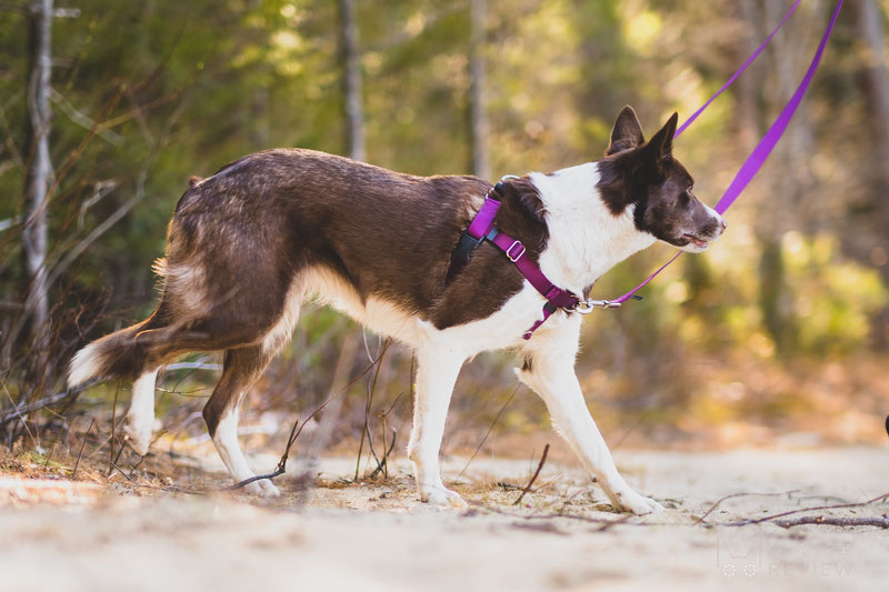 2 Hounds Design Freedom No-Pull Harness Review | Dog Gear Review