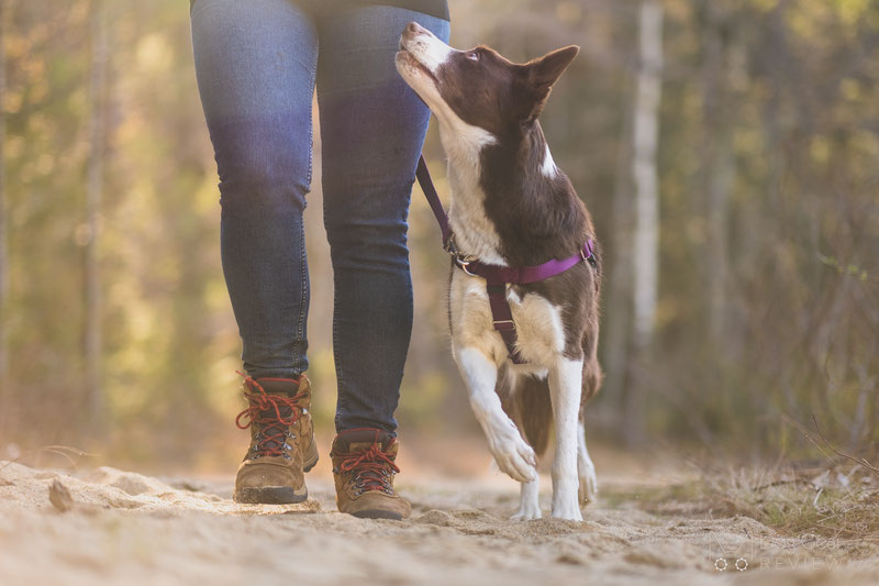 2 Hounds Design Freedom No-Pull Harness Review | Dog Gear Review