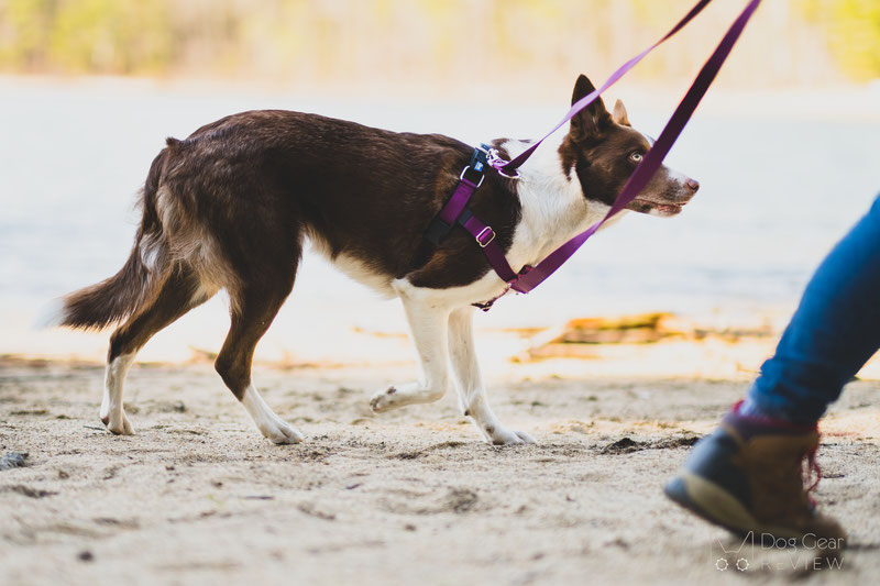 Freedom best sale harness leash