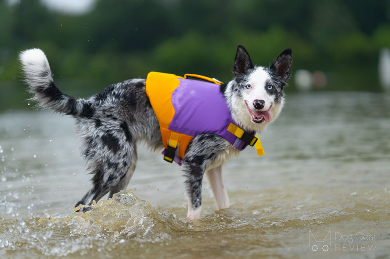 FunnyFuzzy Dog Life Jacket Review | Dog Gear Review