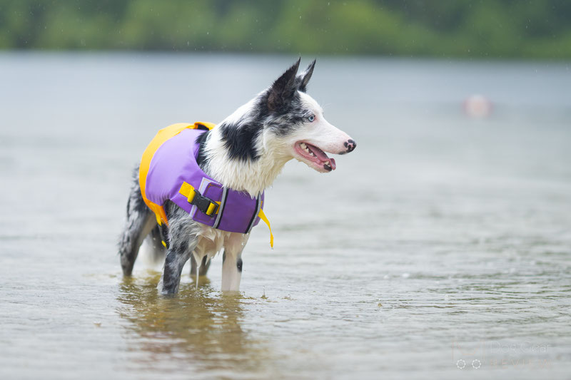 FunnyFuzzy Dog Life Jacket Review | Dog Gear Review