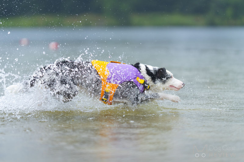 FunnyFuzzy Dog Life Jacket Review | Dog Gear Review