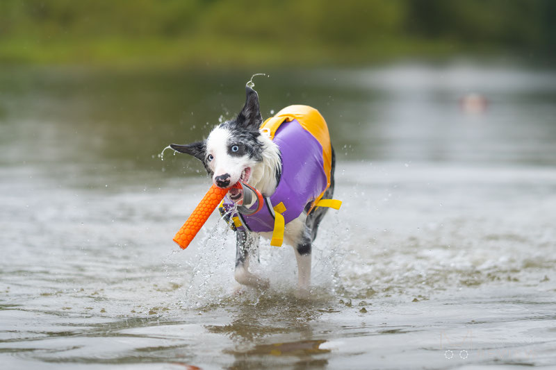 FunnyFuzzy Dog Life Jacket Review | Dog Gear Review