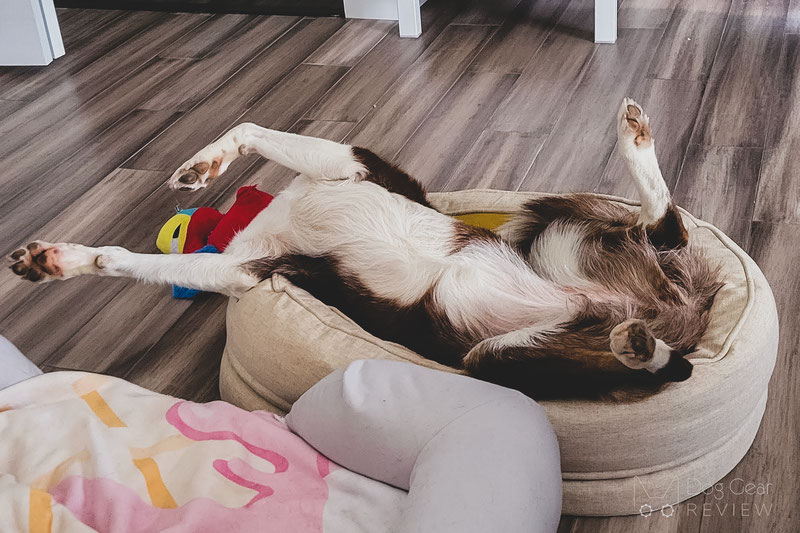 Dog Bed - Donut - FunnyFuzzy