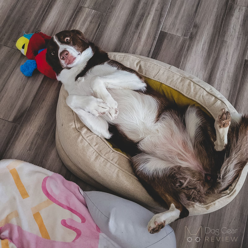 FunnyFuzzy Donut Bed Review | Dog Gear Review