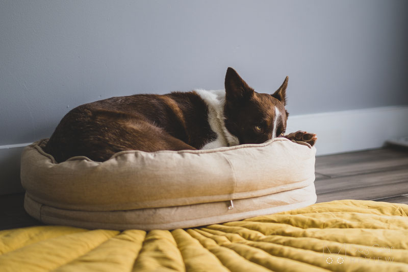 FunnyFuzzy Donut Bed Review | Dog Gear Review
