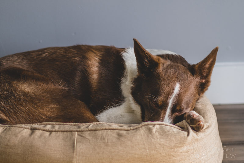 Dog Bed - Donut - FunnyFuzzy